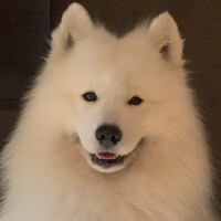 Samoyed Luke logo - Similar company to Samoyed Lab