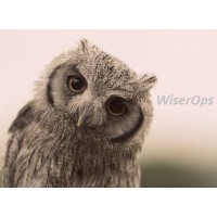 The Wiser Consultancy logo - Similar company to The Map Consultancy