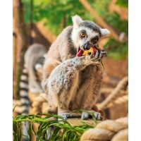 The Meadows Wildlife Park logo - Similar company to Cardinal Newman Rc Comprehensive School