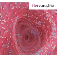 Hervana Bio Ltd. logo - Similar company to Zabbio, Inc.