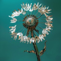 Dandelion Applied AI logo - Similar company to Back Pocket Office