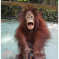 Orangutan Rescue logo - Similar company to Antagonist