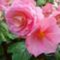 Pacific Green Landscape Inc