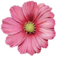 Cosmos Paysage & Piscines logo - Similar company to Adef Gresivaudan