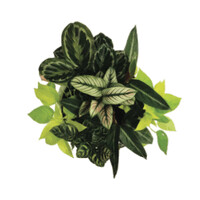 Planteriors logo - Similar company to Fleurish Cannabis Inc.