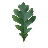 ClimateLegacy logo - Similar company to Hollyhock