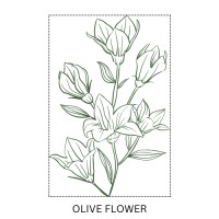 Olive Flower logo - Similar company to Quill Science Llc