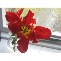 CCSI Limited - Coaching & Consulting Internationally