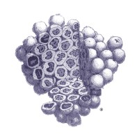 STEM CELLS Translational Medicine logo - Similar company to Queryproof