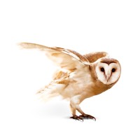 Catapult Partners Pty Limited logo - Similar company to Propell