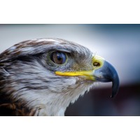 Falcon's View Consulting, LLC logo - Similar company to Joe Sullivan Security Llc