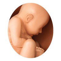 Gaumard Scientific logo - Similar company to Simstation
