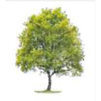 Oakwood Nursing Home Roscommon logo - Similar company to Roscommon Arts Centre