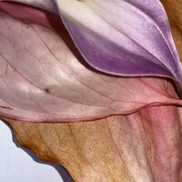 bij afscheid logo - Similar company to Coach Connect Bij Kanker