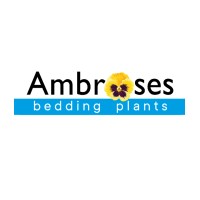 Ambroses Bedding Plants logo - Similar company to Viking Nurseries Ltd