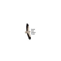 Central Asian Vultures Project logo - Similar company to Hawk Conservancy Trust