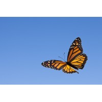 Peace of mind & Soul Healing logo - Similar company to Wild Grief