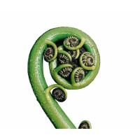 Innovate NZ Global Ltd logo - Similar company to Innovate Bi