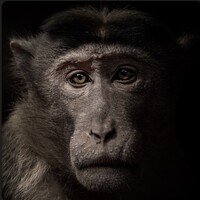 Animal Rights: the Debate logo - Similar company to Project Phoenix