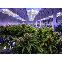 Cannabis grow light logo - Similar company to Acces Interdit: Publications, Research And Advice