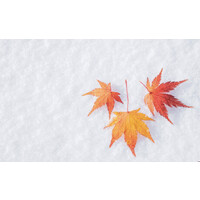 Snowy Maple Ventures