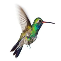 Hummingbird Website Security logo - Similar company to Evision Technoserve Pvt. Ltd.