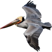 Pelican Engineering LLC logo - Similar company to Norocmx