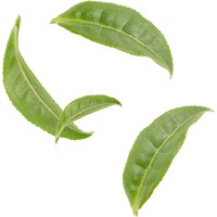 The Matcha Club logo - Similar company to Ultra Matcha