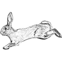 Agile Rabbit logo - Similar company to Mesh Festival