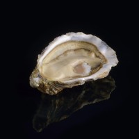 HUITRES DAVID HERVE logo - Similar company to Oyster Oasis