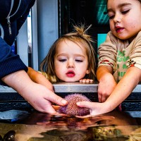 Øresundsakvariet logo - Similar company to Ocean Lab