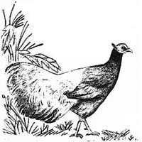 Pheasant Ridge Aviary logo - Similar company to Rgm Holdings Ltd