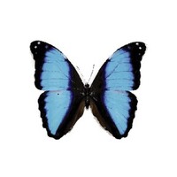 NeoPTO logo - Similar company to Rewerk