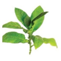 Okhai Pharma Intermediates Pvt Ltd logo - Similar company to Mukti Solutions