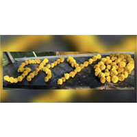 SkyOsiri Pvt Ltd logo - Similar company to Yuil Chemitech Co.,Ltd