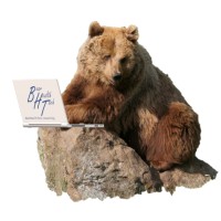 Bear Health Tech Consulting logo - Similar company to Health-Tech Buzz