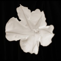 Norah Holsten Photography logo - Similar company to Pinstripes Media