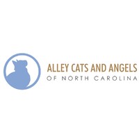 Alley Cats And Angels