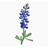 Bluebonnet Ventures