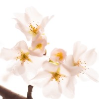 The Law Office of Allison K. Wyman logo - Similar company to Allison Wyman Llc