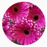 Daisy Bowl Florists logo - Similar company to Anthony Ryans
