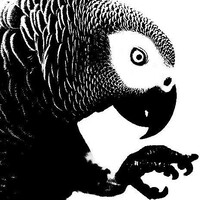 Bird & Exotic Clinic of Seattle logo - Similar company to Santa Barbara Bird Sanctuary