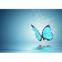 Palliative Care ACT logo - Similar company to Icon Care