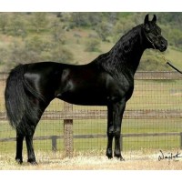 Nugen Horse Training