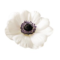 Elizabeths the Florists logo - Similar company to Epic Event Hire