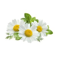 Chamomile Media logo - Similar company to Chamomile