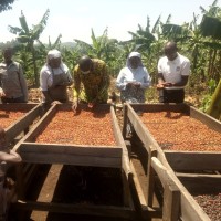 Banyatereza Sisters Coffee Farming and Value Addition logo - Similar company to Specialty Coffee Association Of Denmark
