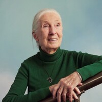 The Jane Goodall Institute of Canada logo - Similar company to Takingitglobal