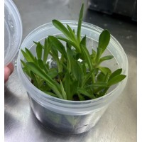 歆湘種苗 PlantSing Culture logo - Similar company to Trinity 3, Llc