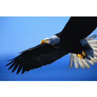 Eagle Roofing and Renovations (pty) ltd logo - Similar company to Plett Roofing